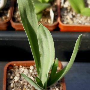 Ornithogalum pruinosum v.crispum (RSA)
