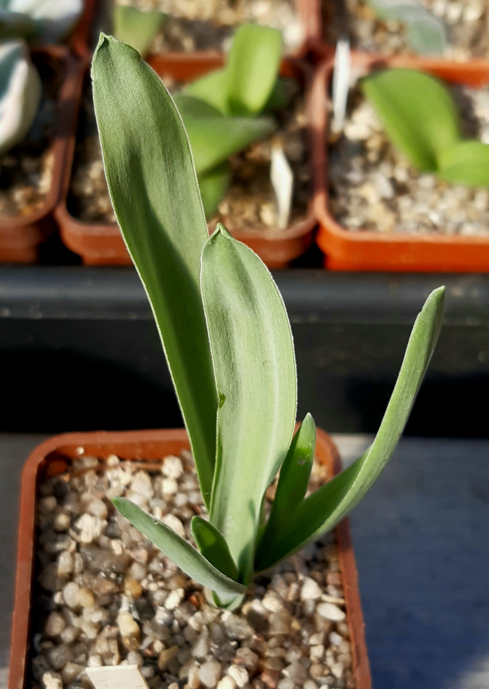 Ornithogalum pruinosum v.crispum (RSA)