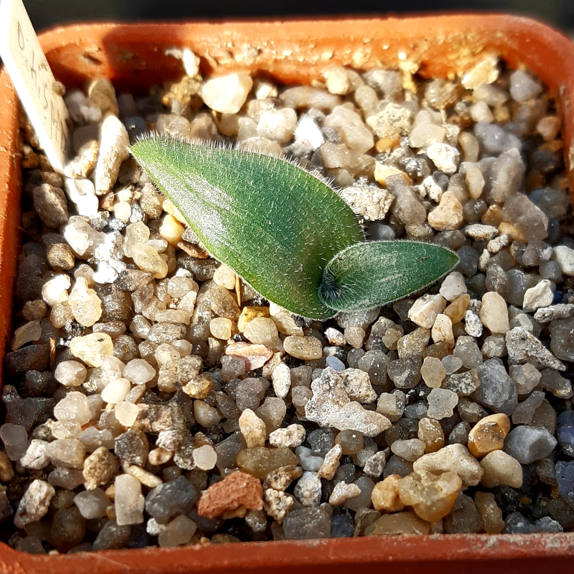 Ornithogalum hispidulum RM337, Citrusdal