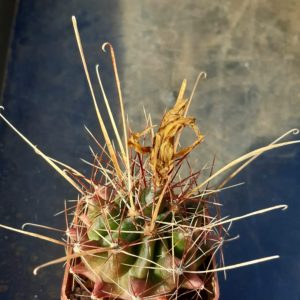 Hamatocactus hamatacanthus