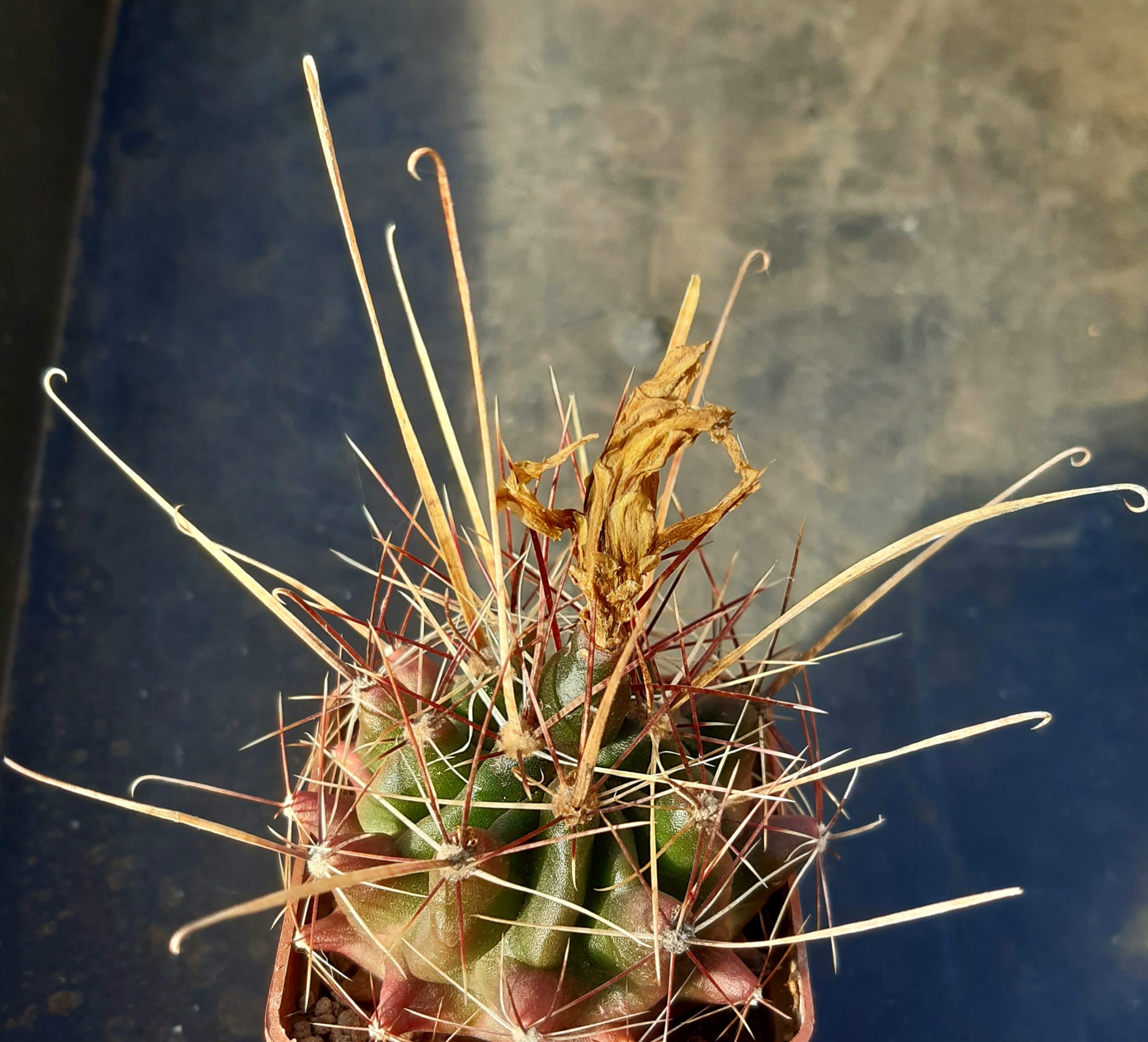 Hamatocactus hamatacanthus