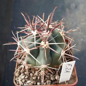 Ferocactus sp