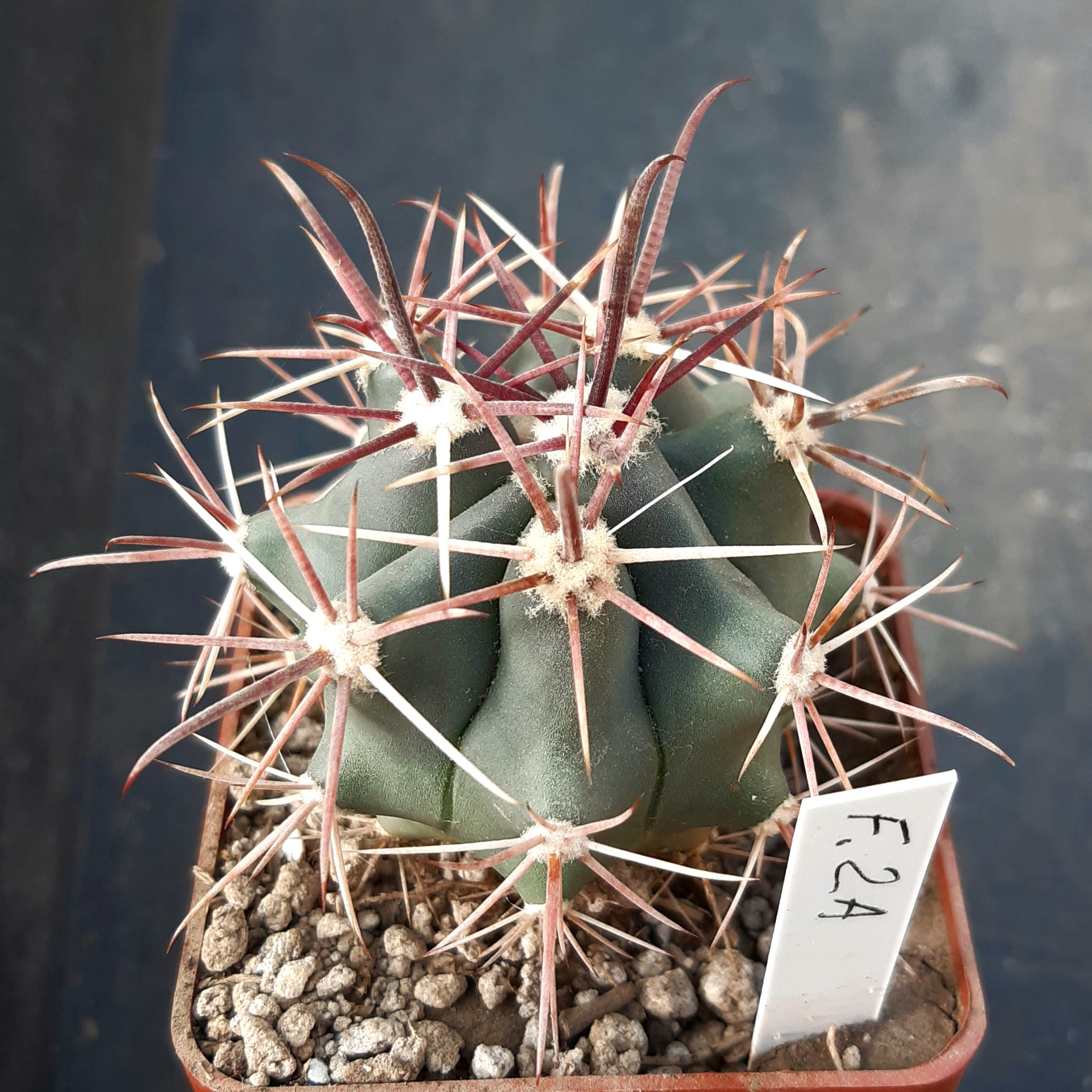 Ferocactus sp