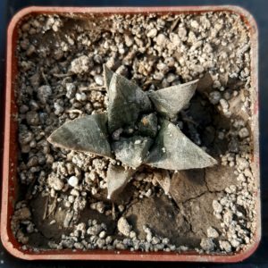 Ariocarpus retusus