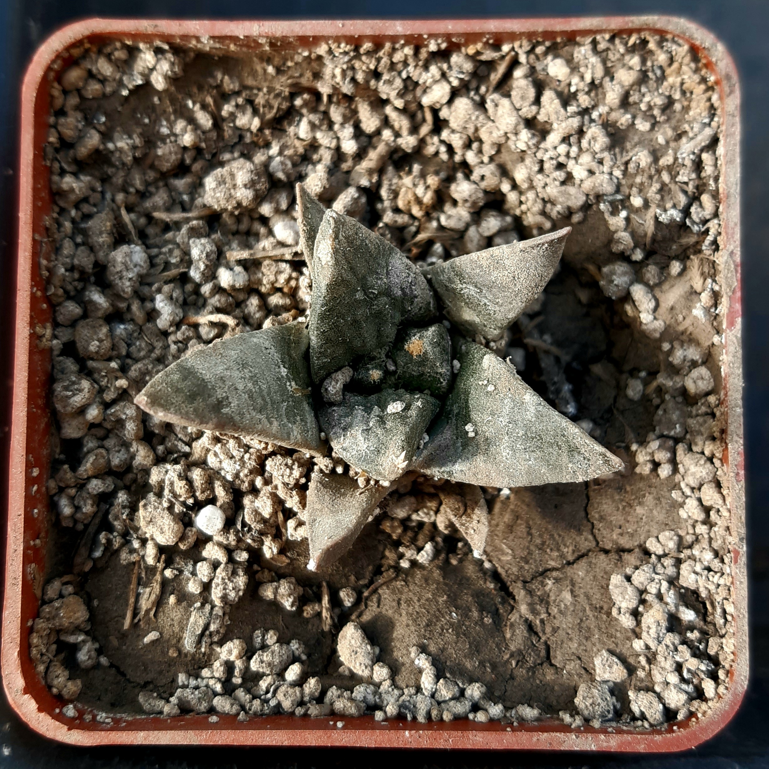 Ariocarpus retusus