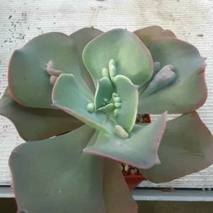 Echeveria 'Paul Bunyan'