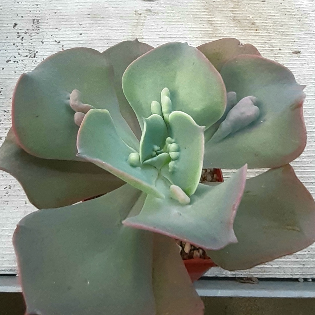 Echeveria 'Paul Bunyan'