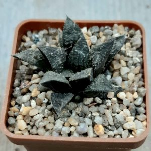 Haworthia selection