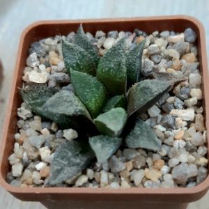 Haworthia selection