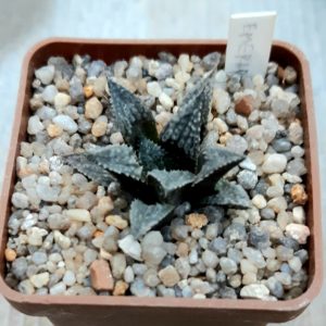 Haworthia selection