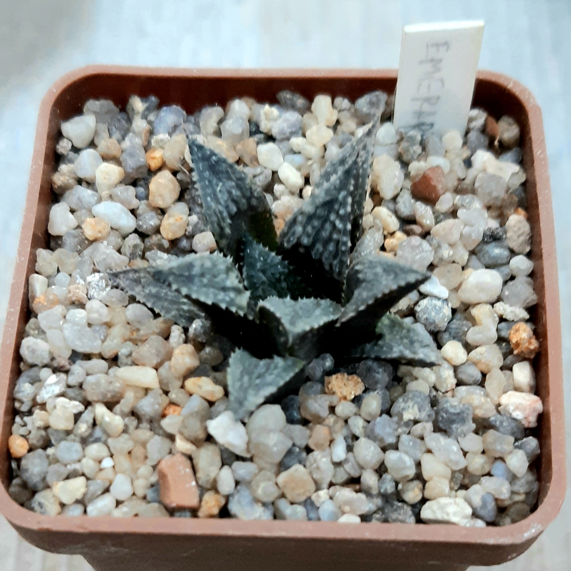Haworthia selection