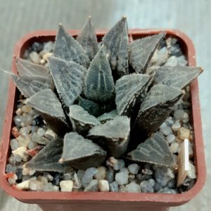 Haworthia selection