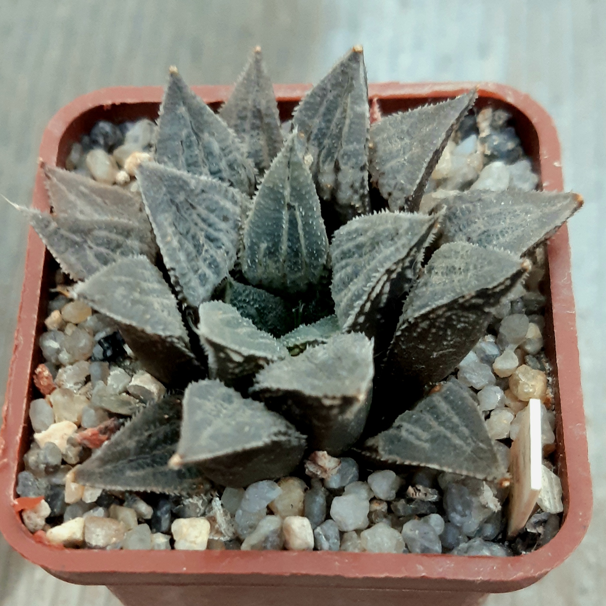 Haworthia selection