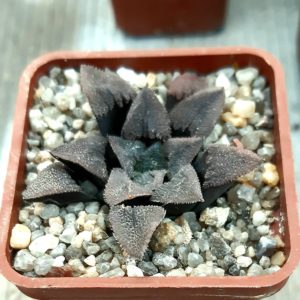 Haworthia selection