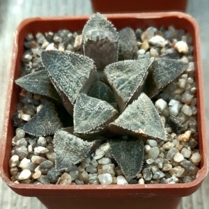 Haworthia selection