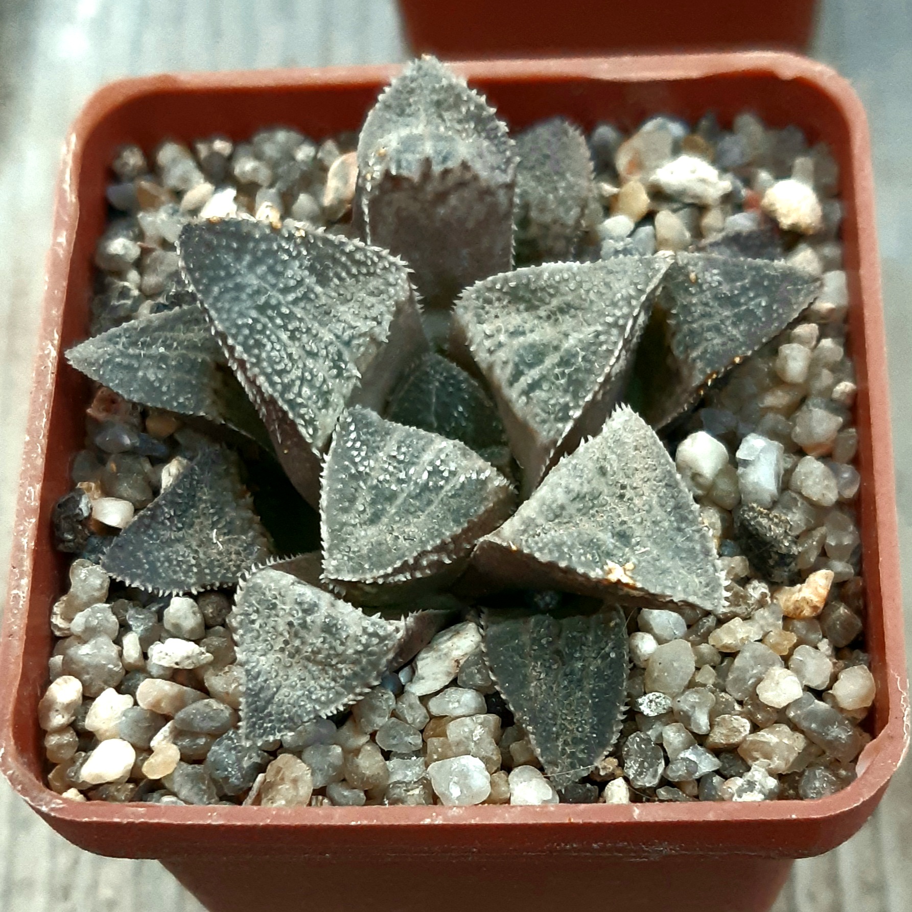 Haworthia selection
