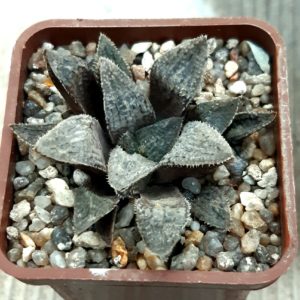 Haworthia selection