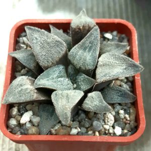 Haworthia selection