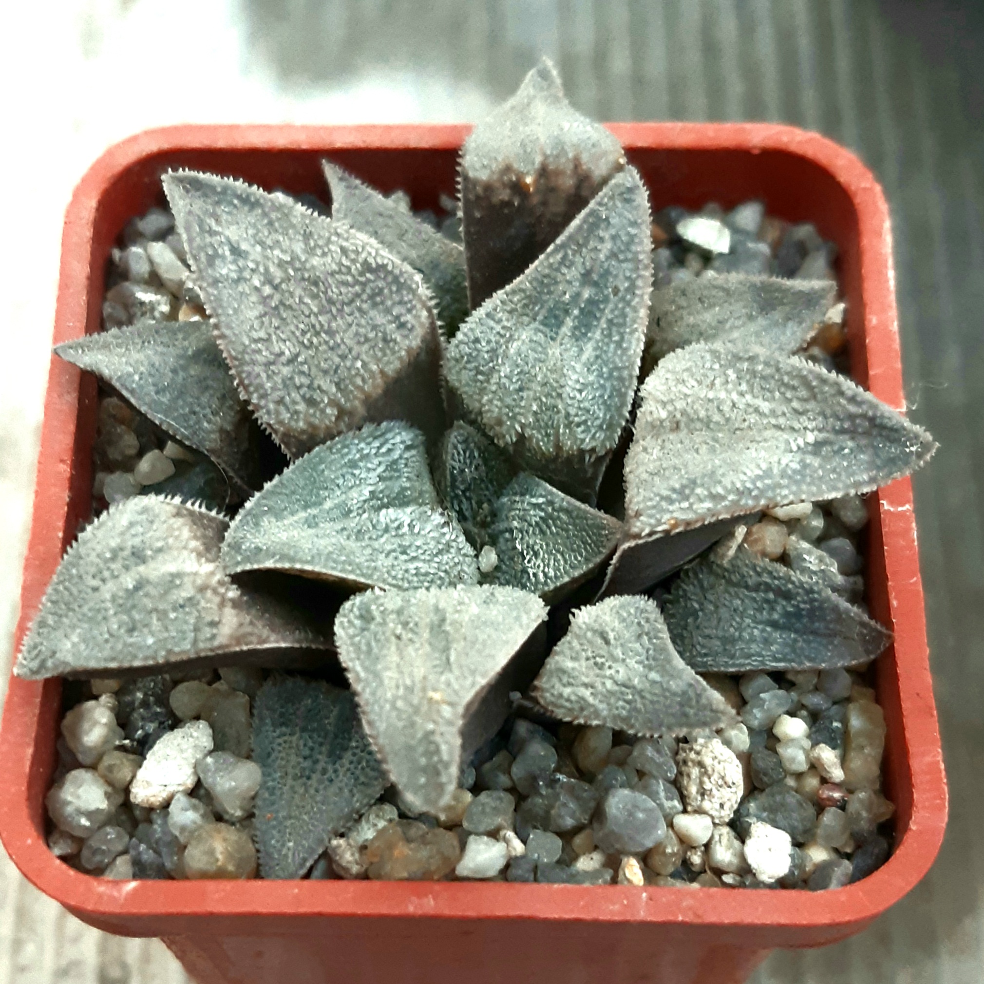 Haworthia selection