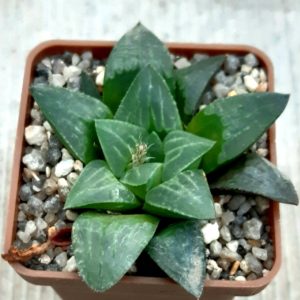 Haworthia mutica hybr