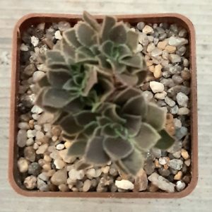Aeonium 'Velour' cristata