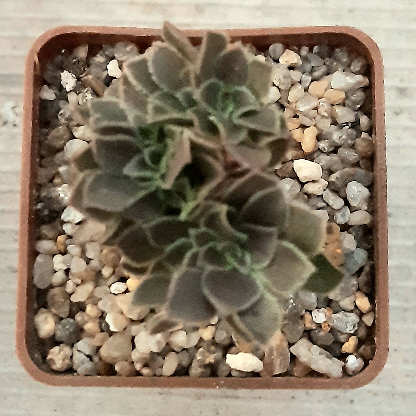 Aeonium 'Velour' cristata