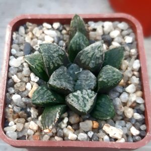Haworthia selection