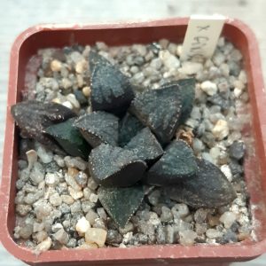 Haworthia selection