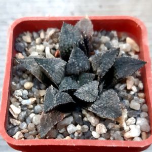 Haworthia selection