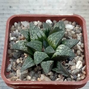 Haworthia selection