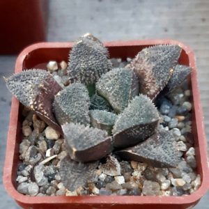 Haworthia selection