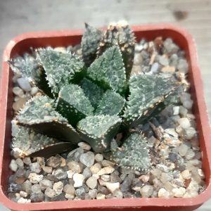 Haworthia selection