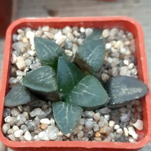 Haworthia selection