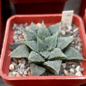 Haworthia selection