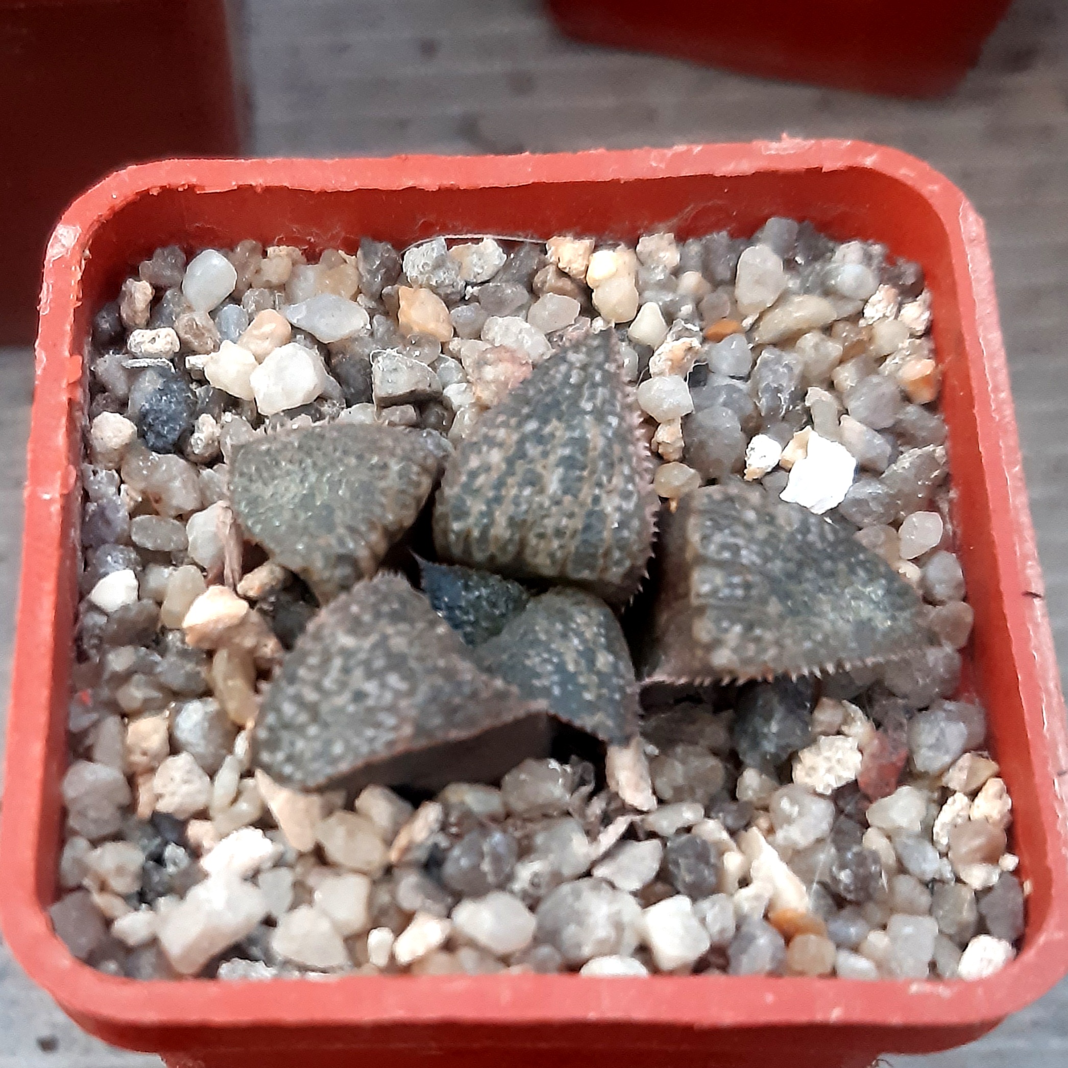Haworthia splendens