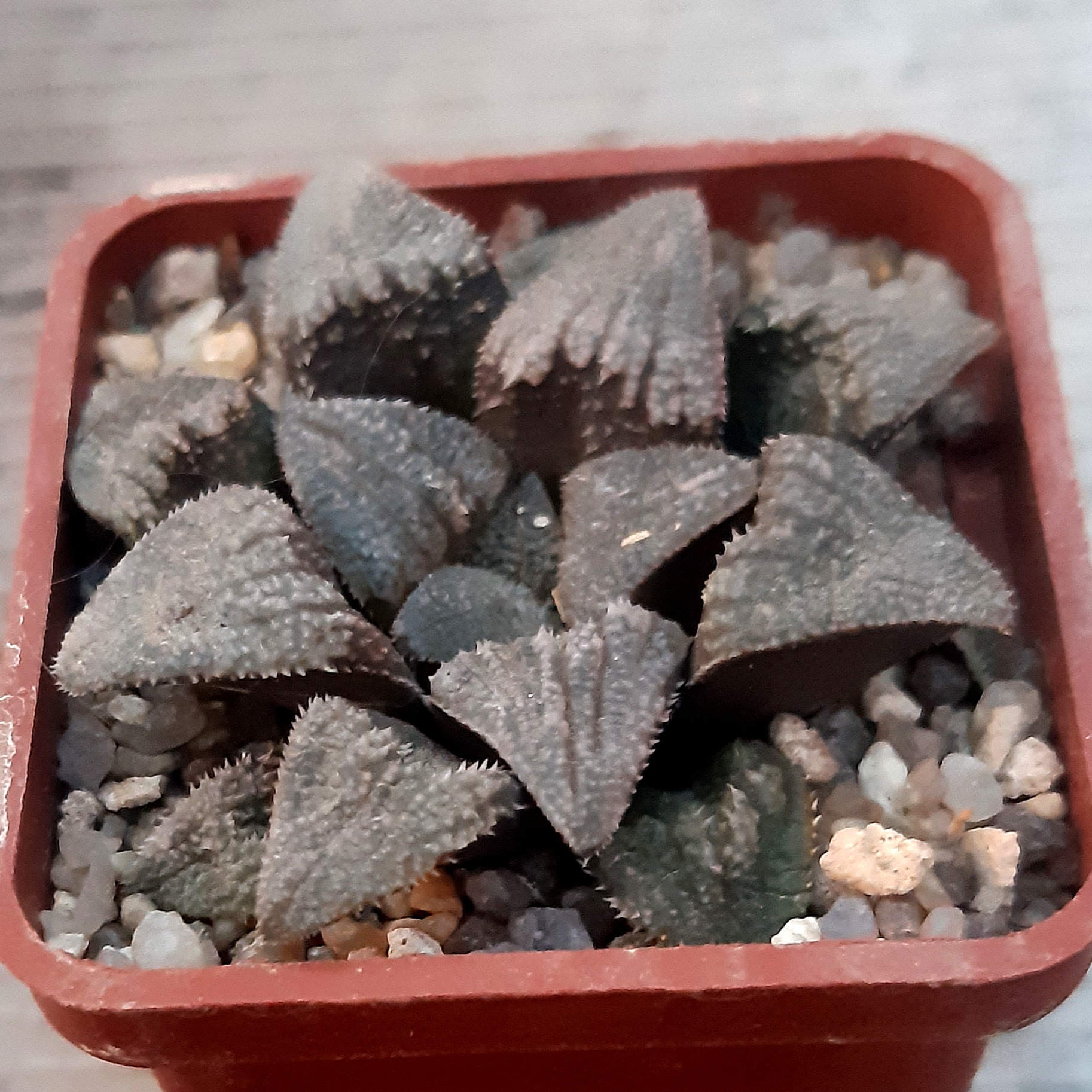 Haworthia selection