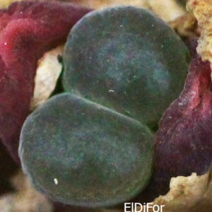 насіння 1791.6, conophytum dinteri SAUER 144  seeds