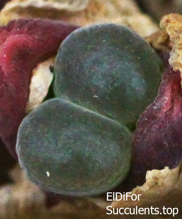 насіння 1791.6, conophytum dinteri SAUER 144  seeds