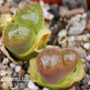 насіння 1809 conophytum verrucosum CM142 seeds