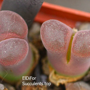 насіння conophytum friedrichiae seeds