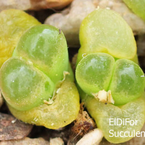 насіння 1797 conophytum haramoepense seeds