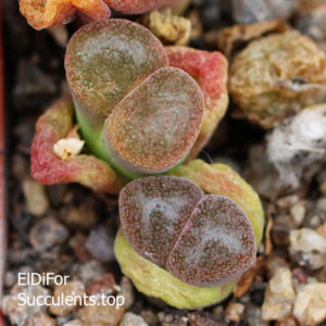 насіння 1792.9 conophytum friedrichiae Tantalite Valley seeds