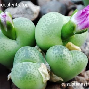 насіння conophytum subfenestratum seeds
