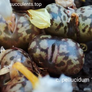 насіння conophytum pellucidum 1410.842