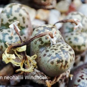 насіння conophytum pellucidum Windhoek seeds