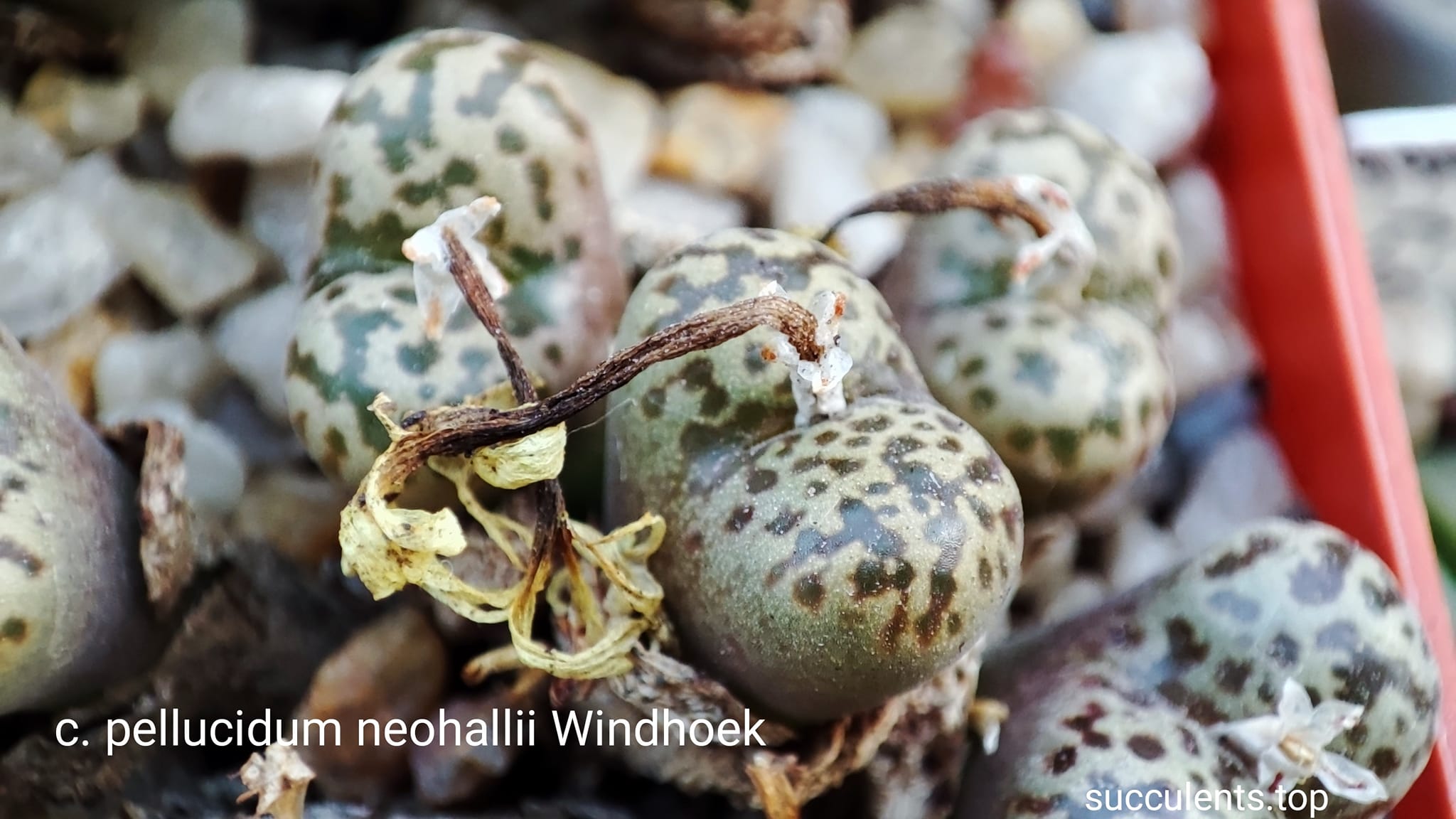 насіння conophytum pellucidum Windhoek seeds