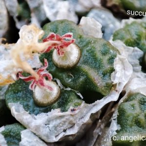 насіння conophytum angelica tetragonum seeds