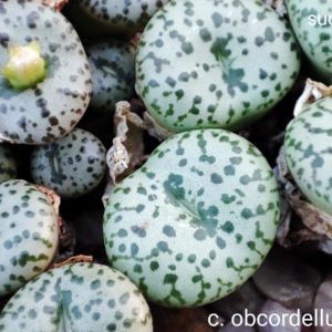 насіння conophytum obcordellum seeds