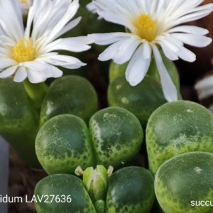 насіння conophytum limpidum lav 10636 seeds