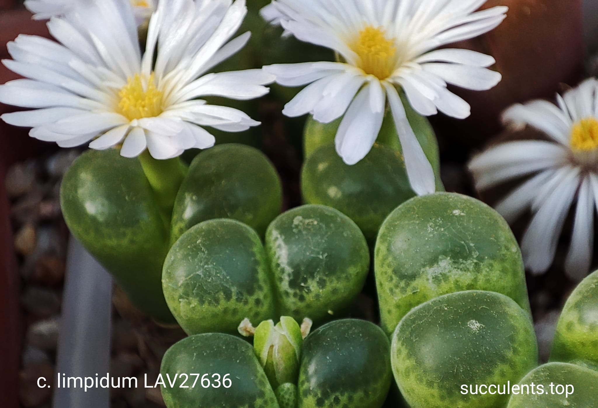 насіння conophytum limpidum lav 10636 seeds